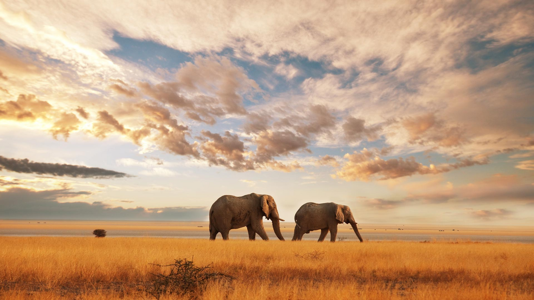 History Behind the Africa Day Celebrations