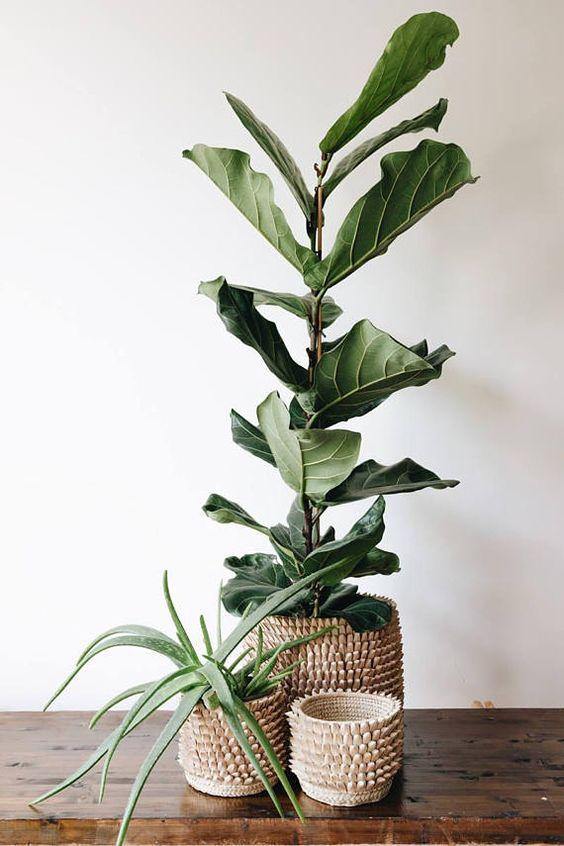 Porcupine Woven Palm Fronds Storage Basket