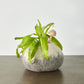 Grey Ombre Hand-Felted Wool Decorative Ukhamba Bowl