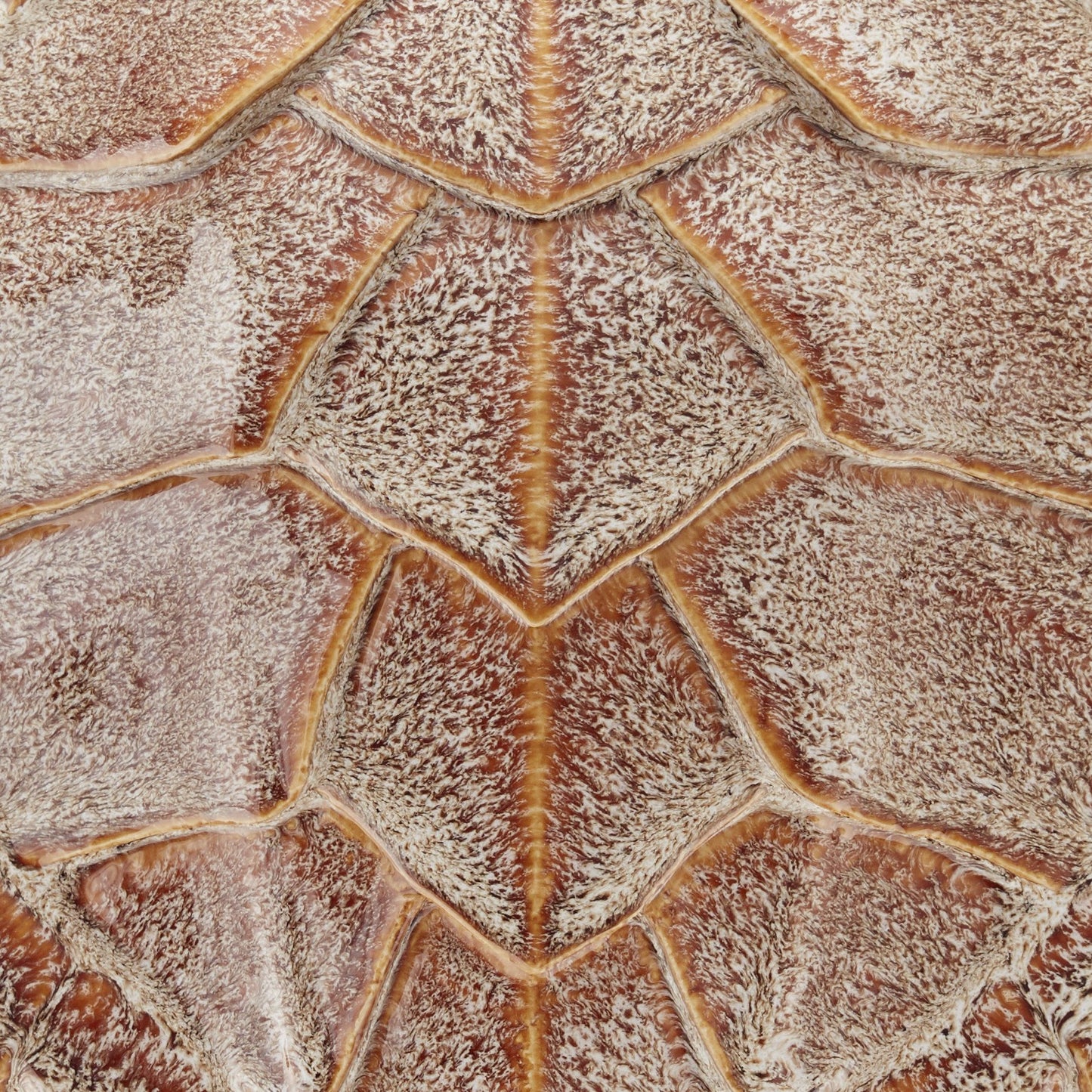 Wiid Loggerhead Sea Turtle Shell Ceramic Wall Cast