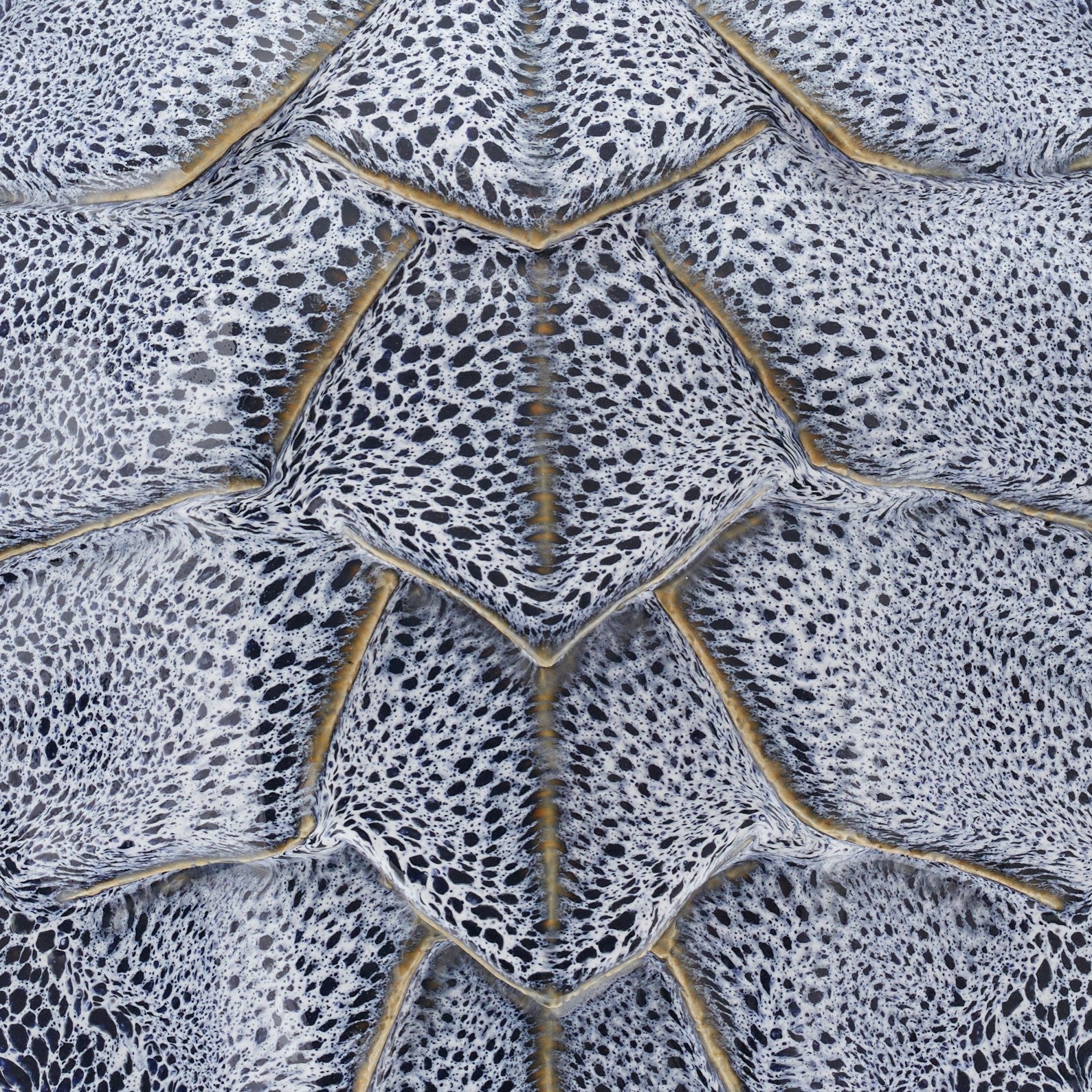 6TurtleShell_Ceramic_BlueReact