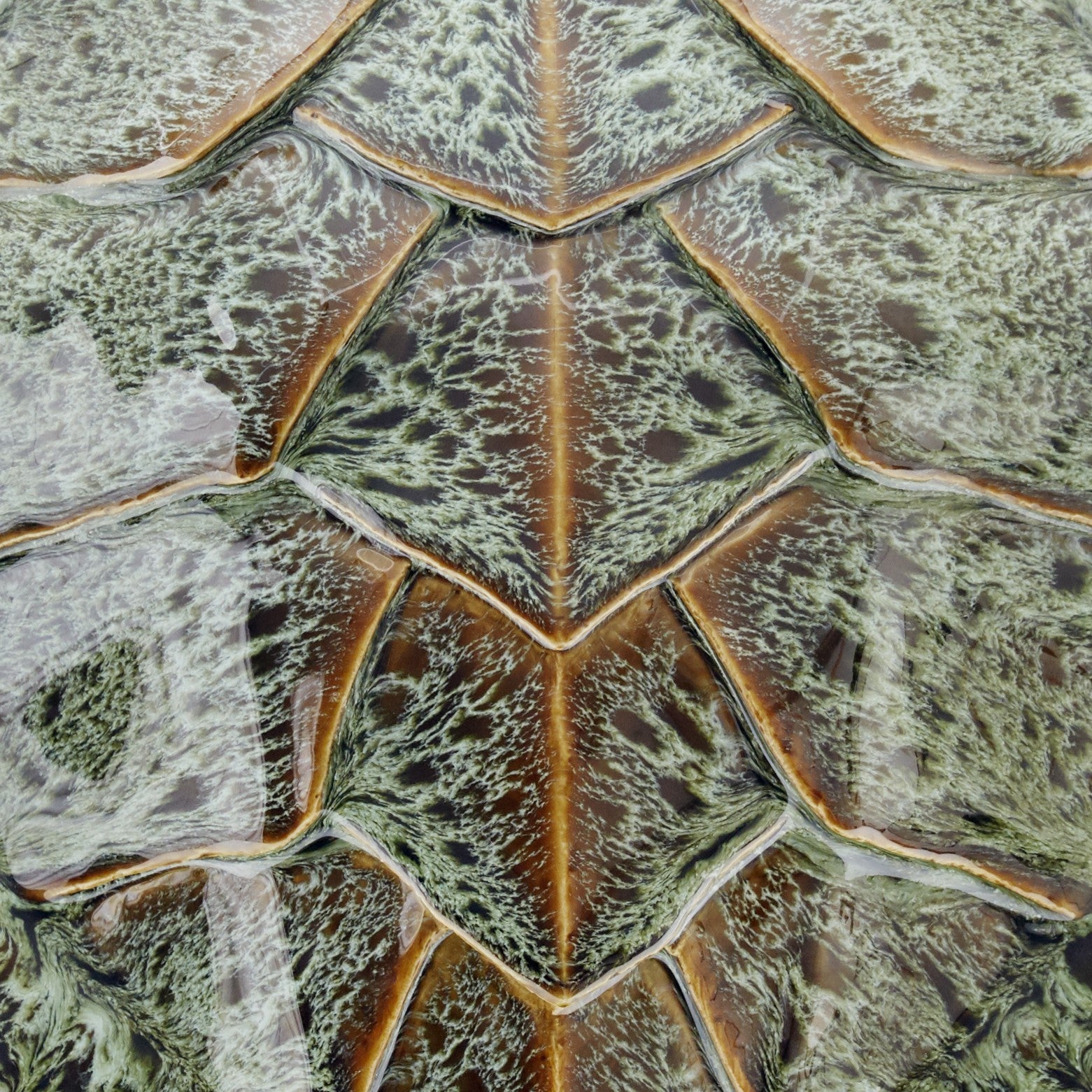 Wiid Loggerhead Sea Turtle Shell Ceramic Wall Cast, Handcrafted