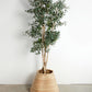 Potted plant in a woven basket against a white wall