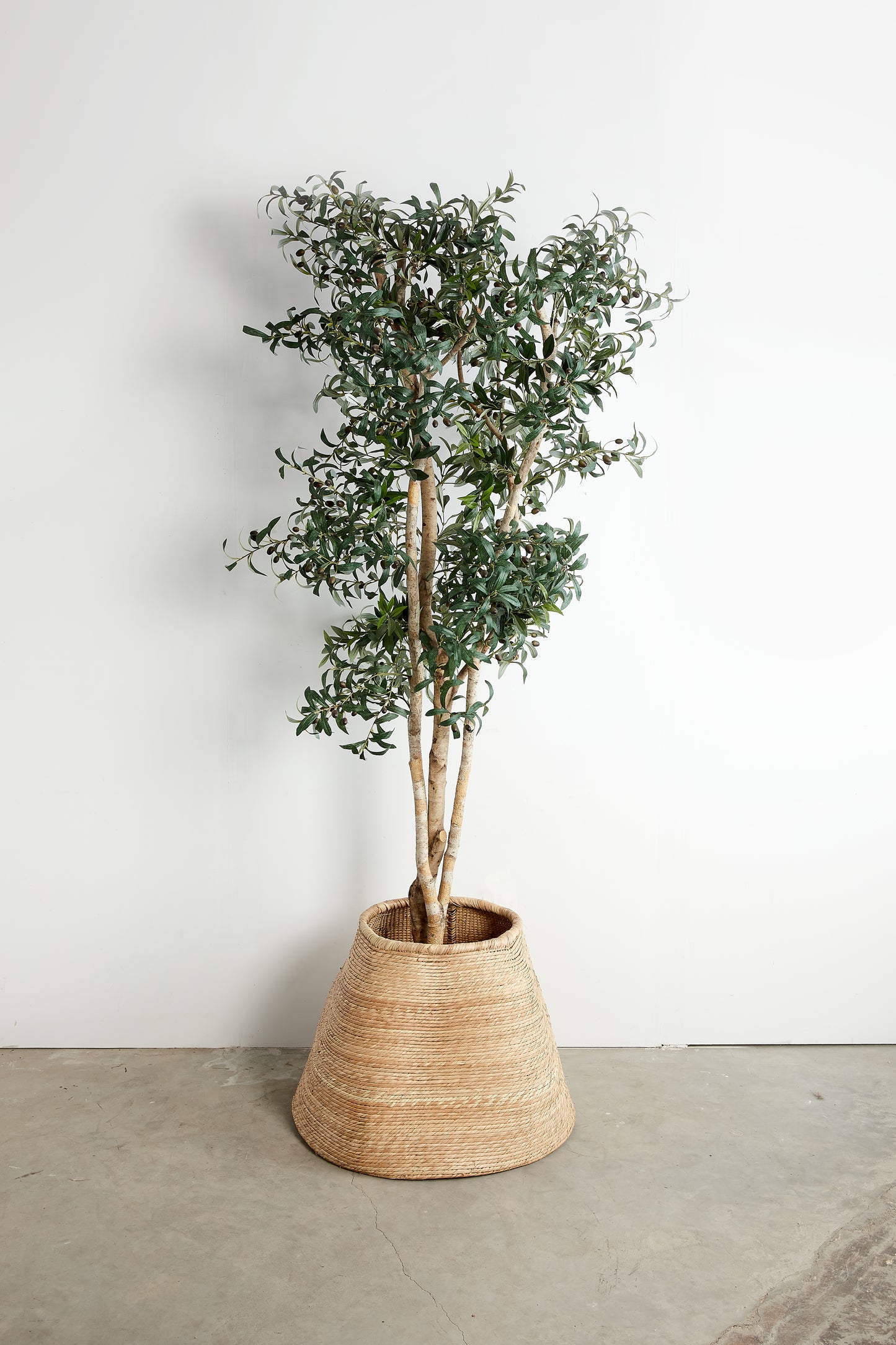 Potted plant in a woven basket against a white wall