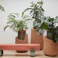tunning Kanju Wiid Angled Cork Planter, an epitome of luxury eco-design, crafted from sustainable cork with a unique angled silhouette. Perfect for adding a touch of sophisticated greenery to any high-end interior, this piece blends contemporary aesthetics with the timeless appeal of natural materials