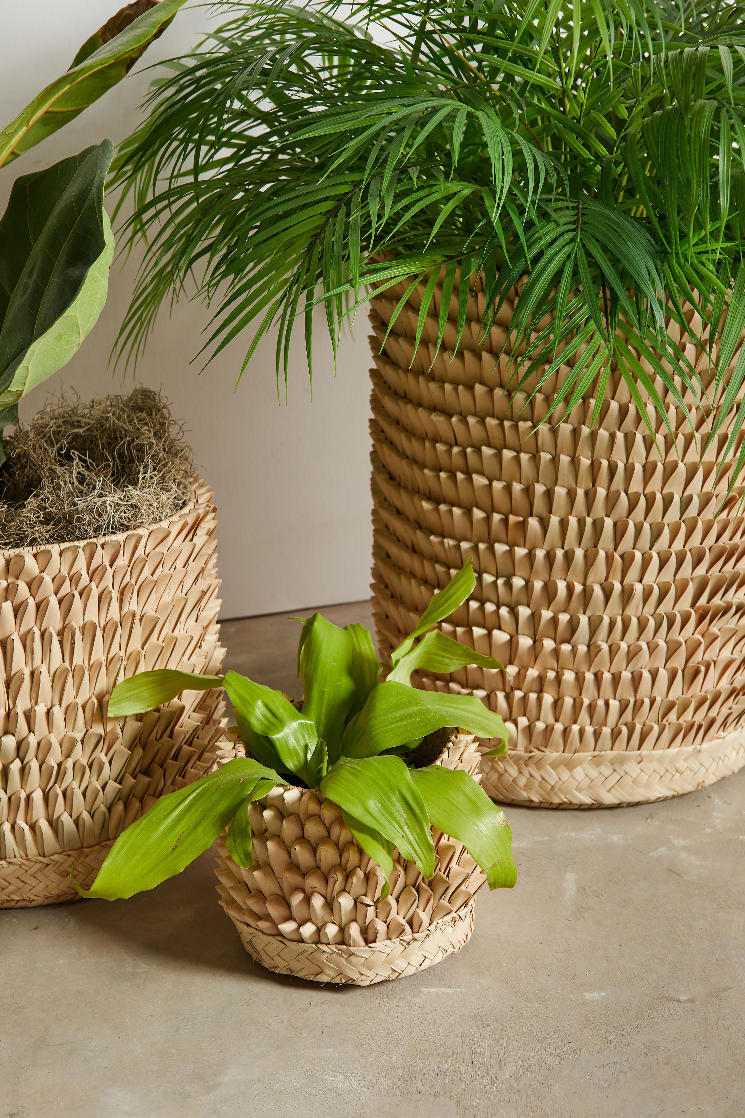 Porcupine Woven Palm Fronds Natural Ivory Storage Basket – Kanju