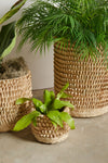 Porcupine Woven Palm Fronds Storage Basket