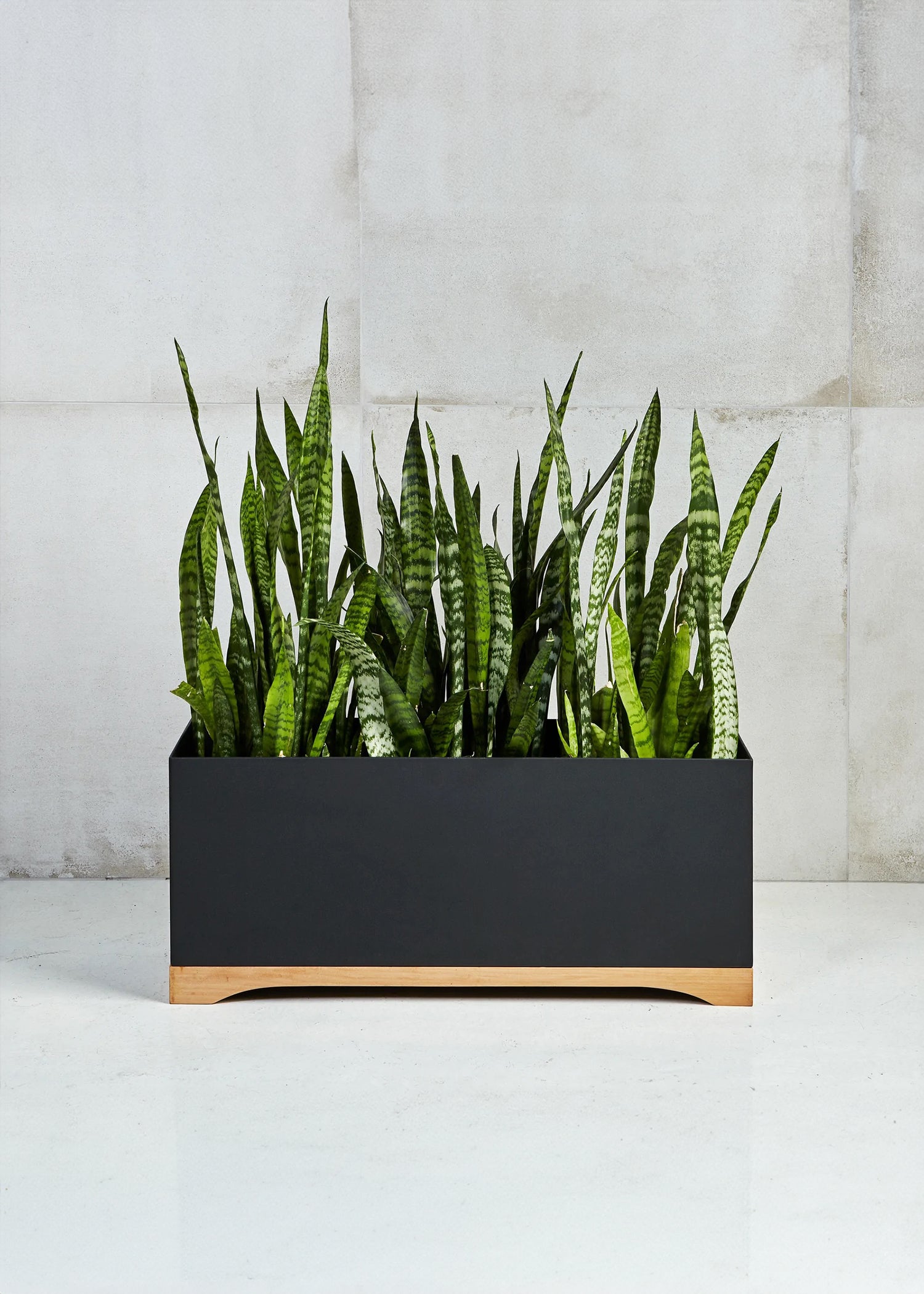 Großer schwarzer Metallpflanzer: Tao Planter