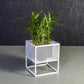 Holy Cube Indoor Planters