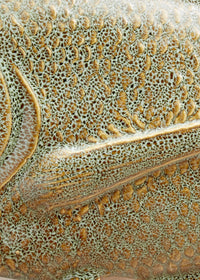 Wiid Galjoen Fish Ceramic Wall Cast