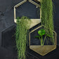 Sixy Stainless Steel Wall Planter