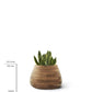 Small, Medium, Large Modern Wood Planter: Tuber Wood Planter