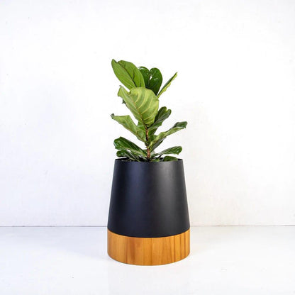 Conica Wood Base Planters