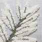 Tsamba Yellowwood Throw Pillow